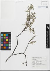 Foto von Salix fulvopubescens var. doii (Hayata) K. C. Yang & T. C. Huang